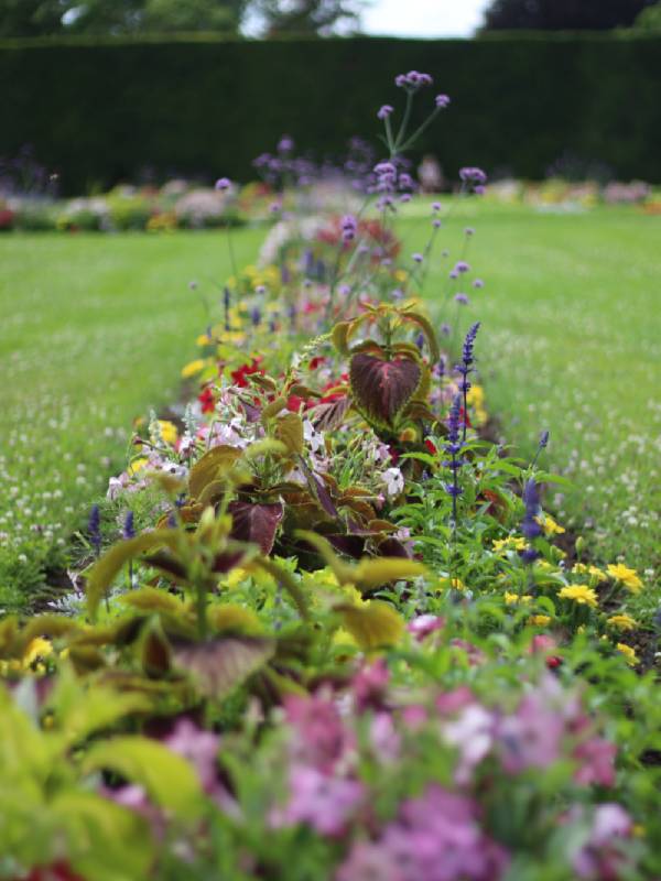 fleurs