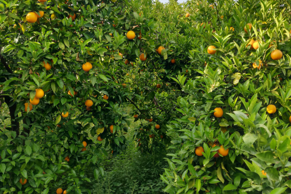 orangers à épidaure